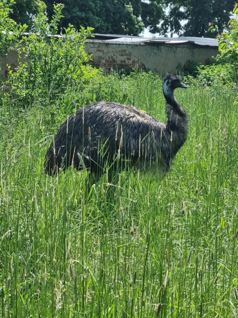 Emu hnědý