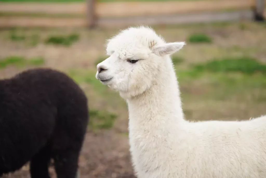 Lama alpaka