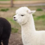 Lama alpaka