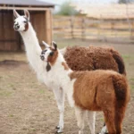 Lama krotká