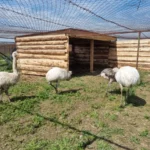Nandu pampový