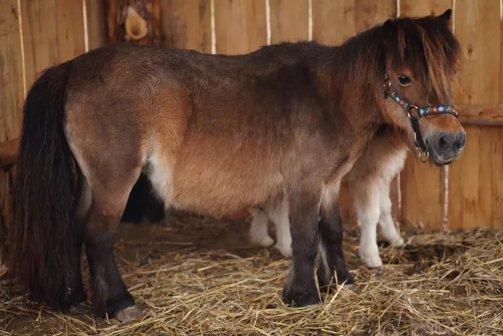 Pony