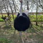 Pštros africký