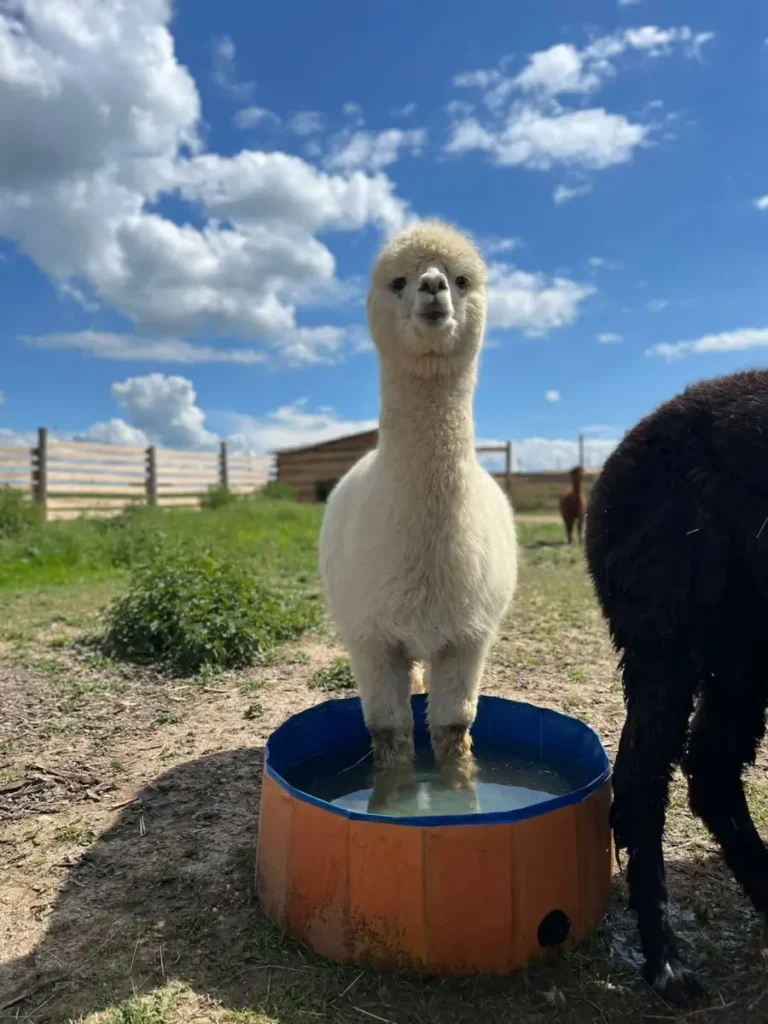 Lama alpaka