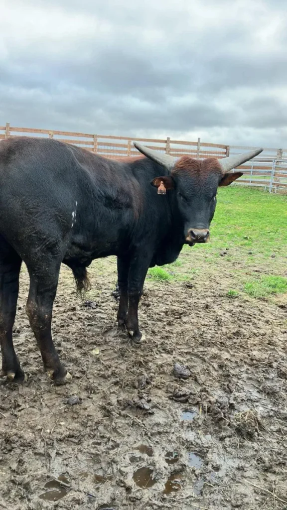 Watusi